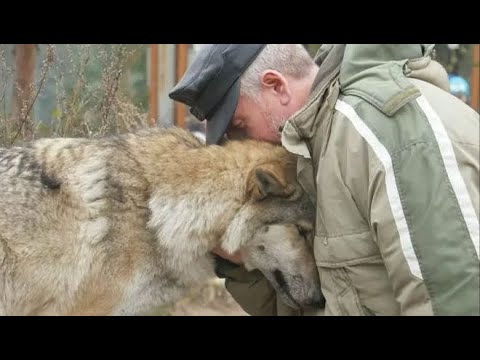 Волчица пришла просить еду и лесник ее пожалел  Через два месяца к деревне пришли три волка..
