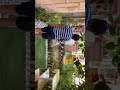 #kabeernurvi#gardening#positivevibes#kids#highlightshorts #love #music #jodhpur