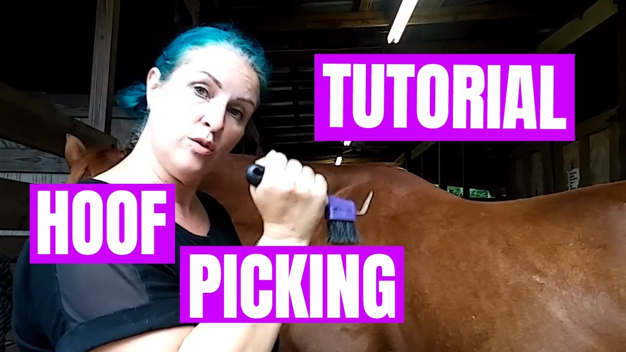 How to Pick Out a Horse's Hooves YouTube