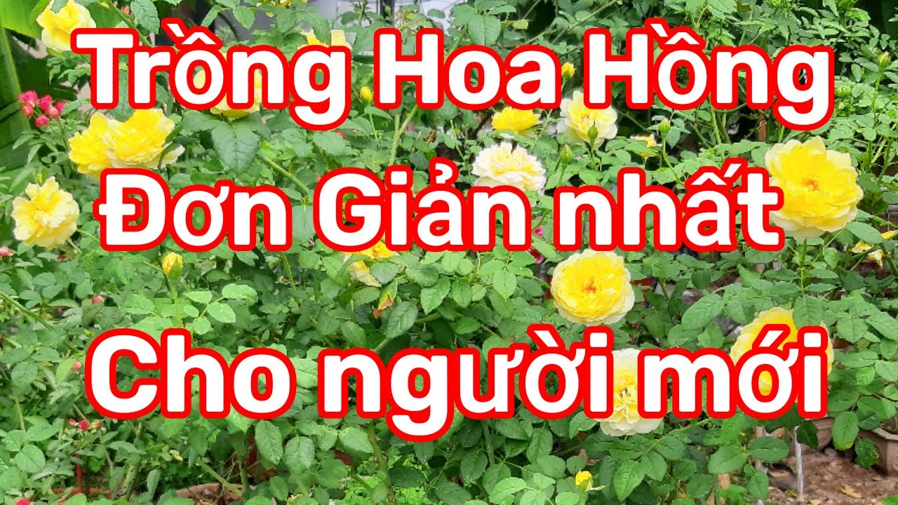 Hướng dẫn trồng hoa hồng từ A tới Z| Guide to growing roses from A to Z