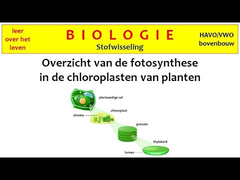 Video: Wanneer wordt chloroplast omgezet in chromoplast?