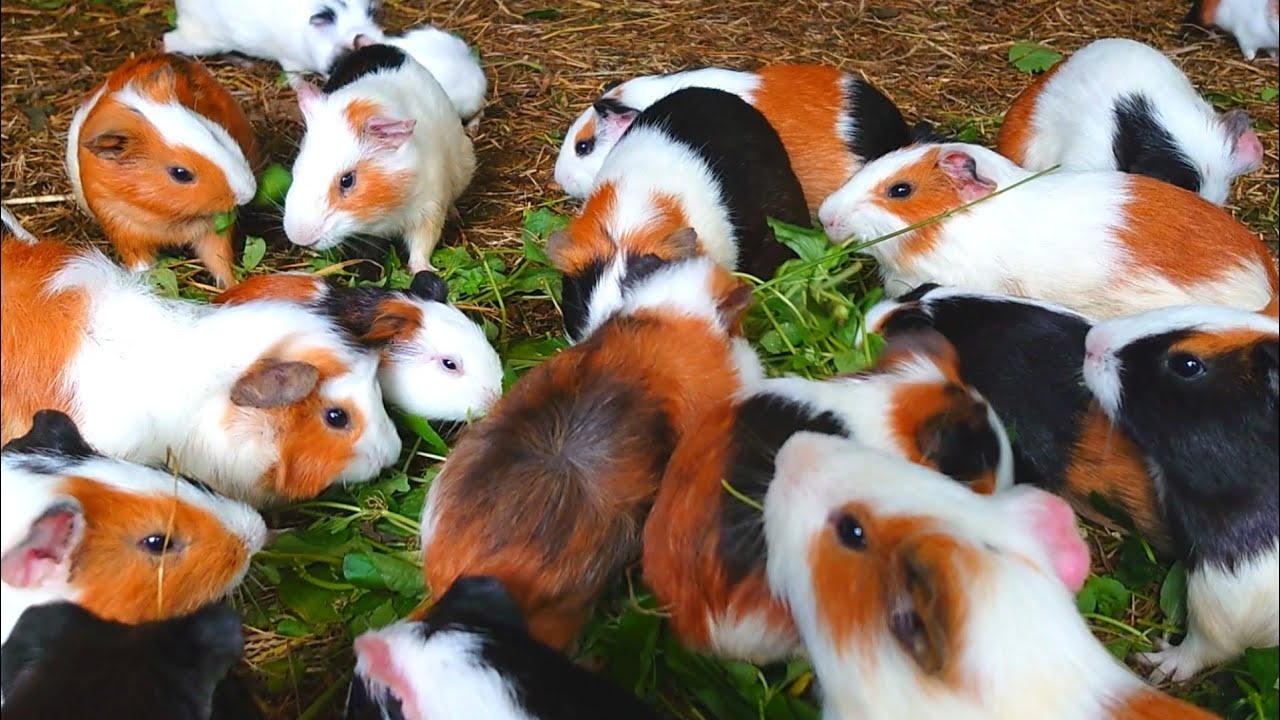 Guinea pigs eating ASMR,cute Guinea pig noises,Guinea pig eating time lapse,Guinea pig eating grass