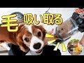 【気持ちいい映像】掃除機で犬の毛を直接吸い取って爽快667｜キャバリア面白い可愛い動物ペットたち