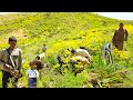 Real Nomadic Life In Iran Grazing Sheep Collecting Wild Mountain Herbs 