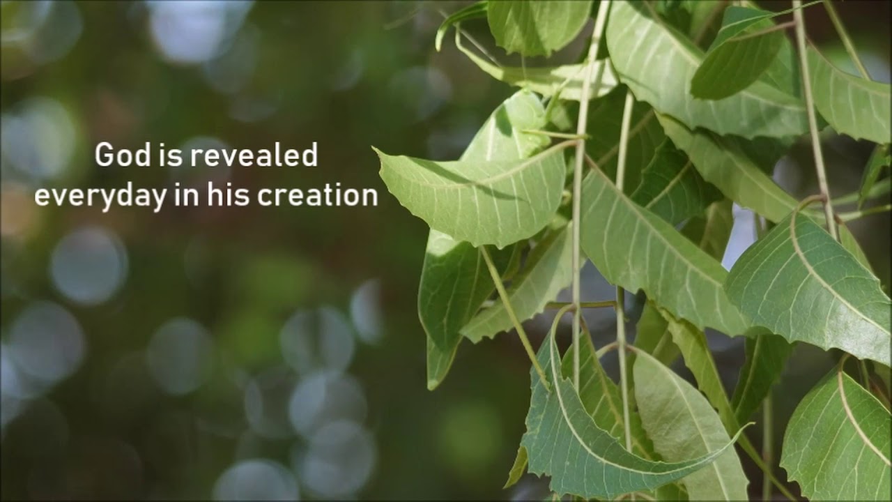 NEWLY FOUND NEEM HOPPER INSECT, DOCUMENTARY