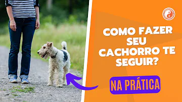 Como fazer seu cachorro parar de te seguir?