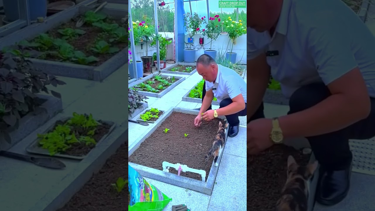 How to Plant Lettuce Seedlings – Step by Step 