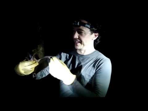 Woolly False Vampire Bat