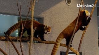 レッサーパンダたち屋内に大集合！~Red Pandas