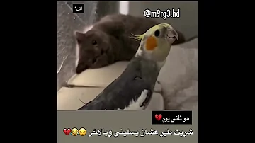 طير حزين هههههههه 