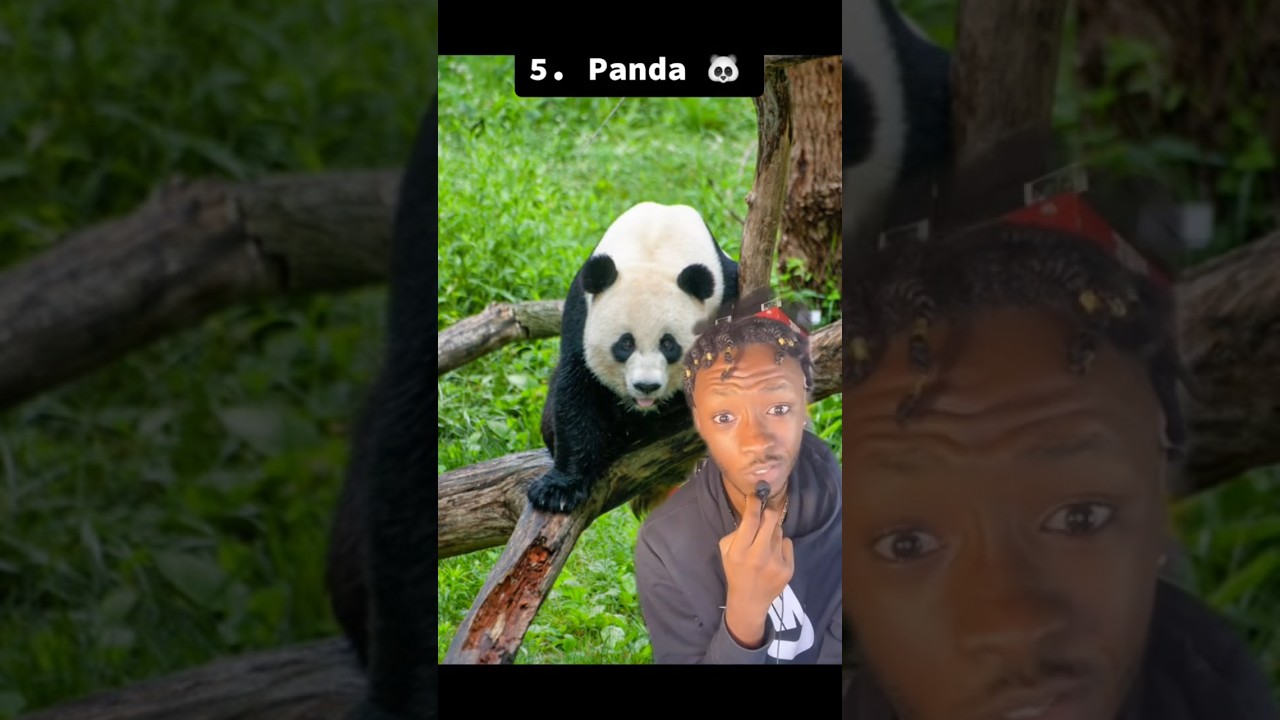 Top 5 most endangered animals in the entire world 📉🐼💔 