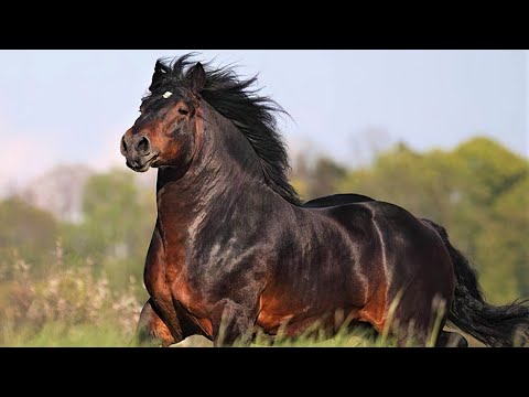 10 Most Powerful Horses in the World 