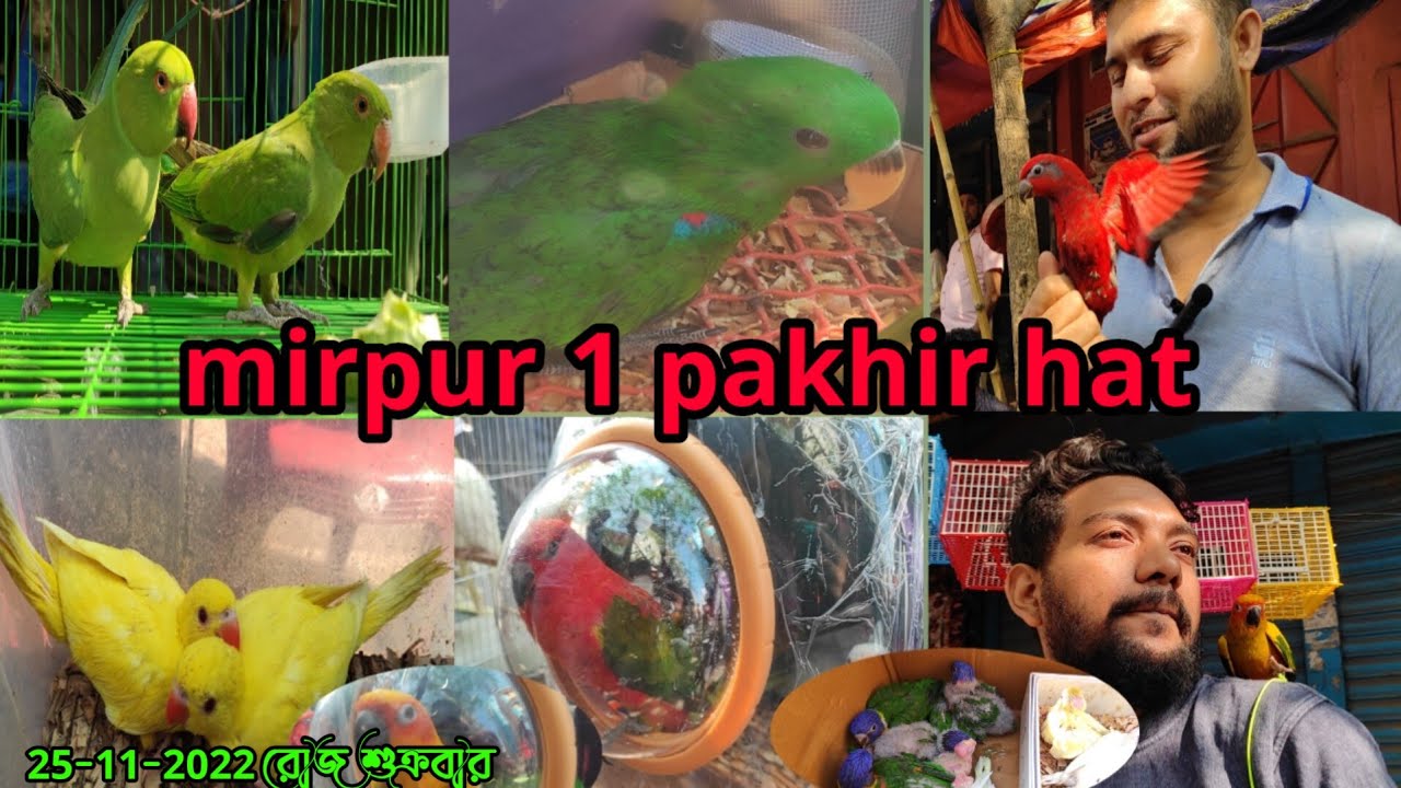 25112022.mirpur 1 pakhir hat bangla pakhi palonpakhir_hatbangla