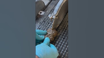 #176 Cutting Thunderegg, #agate #shorts