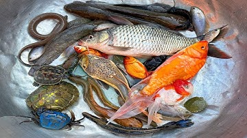 Kem Chanel lái xe công nông bắt cá chép, cá vàng, cá sấu, cá trê cảnh, cá koi, cá ranchu, con rùa