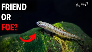 20 Gallon Fish Tank Stocking Ideas