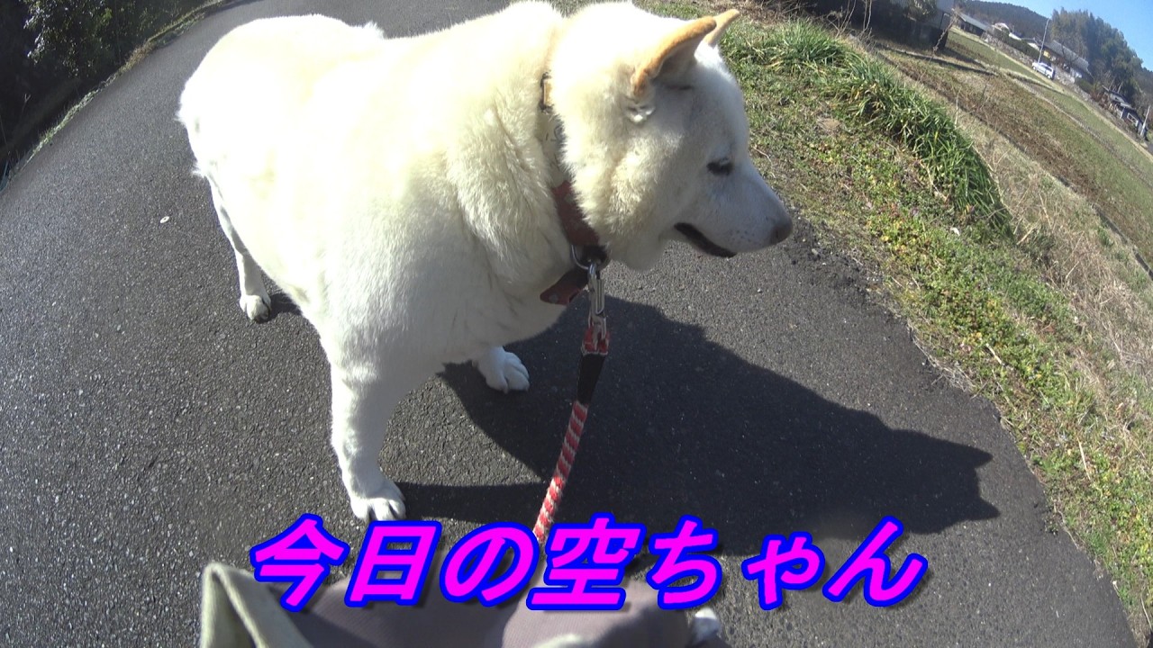 【新】　白柴犬、ゴールデンリトリバーお散歩動画