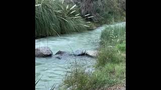 Rio Elqui en Caminantes por Diaguitas