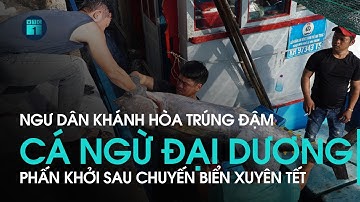Ngư dân Khánh Hòa trúng đậm cá ngừ đại dương, phấn khởi sau chuyến biển xuyên Tết | VTC1
