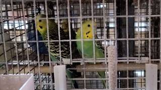 Bonnie and Clyde: Parakeet Rescue
Subscribe to #PETA: https://peta.vg/437o 🔔Turn on ALL push notifications 🔔
PETAs mission statement is that animals are not ours to experiment on, eat, wear, use for entertainment, or abuse in any other way: https://www.peta.org/about-peta/
#bonnie #clyde #parakeet #rescue Bonnie and Clyde: Parakeet Rescue