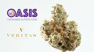 Oasis Cannabis Superstore - Veritas - Cherry Punch Flower