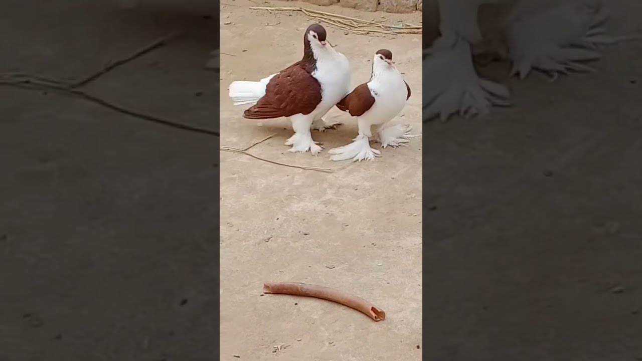 shiraji pigeon || shiraji kabutar #short #pigeon #kabootar #shorts #kabutarbazi