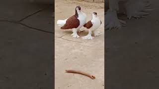 Download Lagu shiraji pigeon || shiraji kabutar #short #pigeon #kabootar #shorts #kabutarbazi MP3