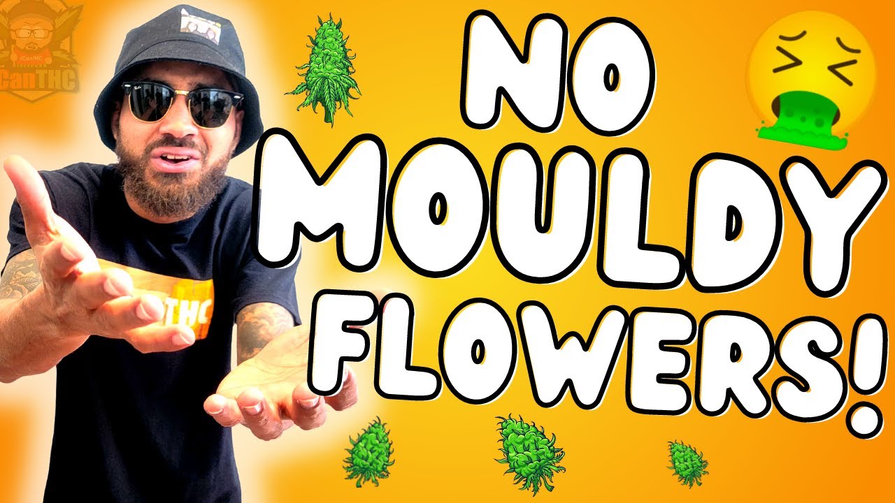 AVOID MOULDY FLOWER WHEN DRYING AND CURING! How to prevent bud rot
