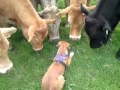 BOXER PUPPY GREETED BY HERD OF COWS ON WALK! AMAZING TO SEE