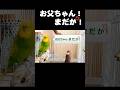 インコ 朝トイレから出てこないおとんにぶちギレ💢
