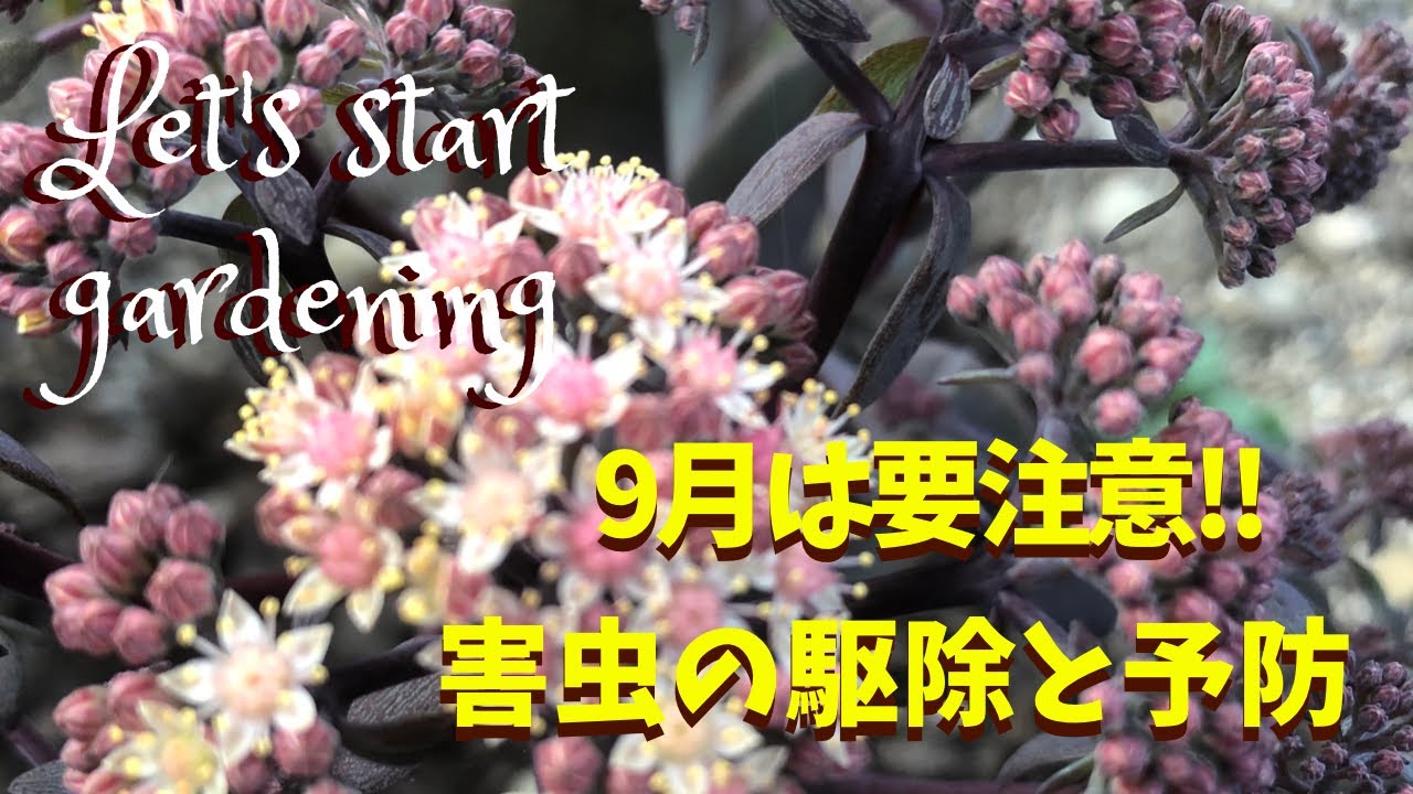ガーデニング 害虫駆除と予防 虫が苦手な方 観覧注意です ごめんなさい Youtube