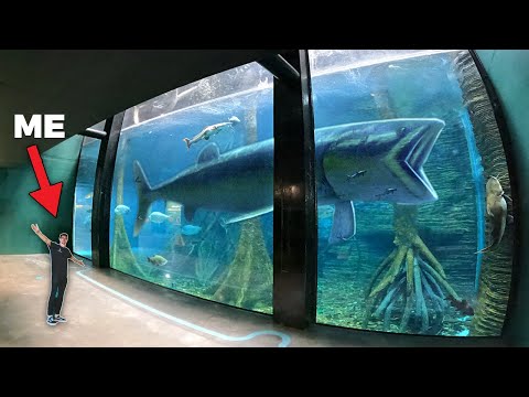 ቪዲዮ: የ aquarium ጅምላ ራስ ምንድን ነው?