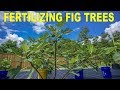 Why Do My Fig Trees Look So Good?  How I Fertilize My Figs