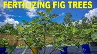 Why Do My Fig Trees Look So Good?  How I Fertilize My Figs