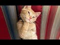 10 minutes of adorable cats and kittenss to keep you smiling 