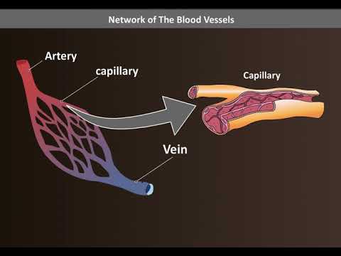 Network of Blood Vessels | Arteries, Veins & Capillaries