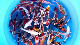 TNH 001Tosai Mix 14-17 cm (Sample)