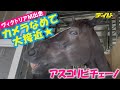 【祝・ヴィクトリアM制覇】アスコリピチェーノ大接近！カメラをなめて記者の手もなめて…可愛すぎる新マイル女王の素顔
