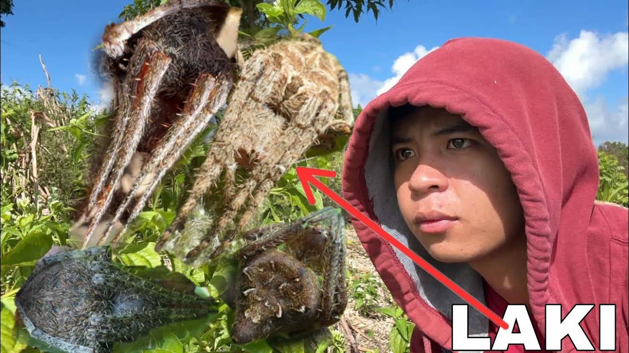 MALALAKING GAGAMBA NAGPAKITA SA PAGHAHANAP KO SA UMAGA 