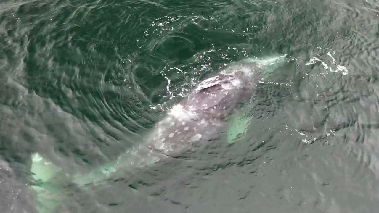 Southbound Gray Whale with Dolphins off Point Dume in Malibu CA