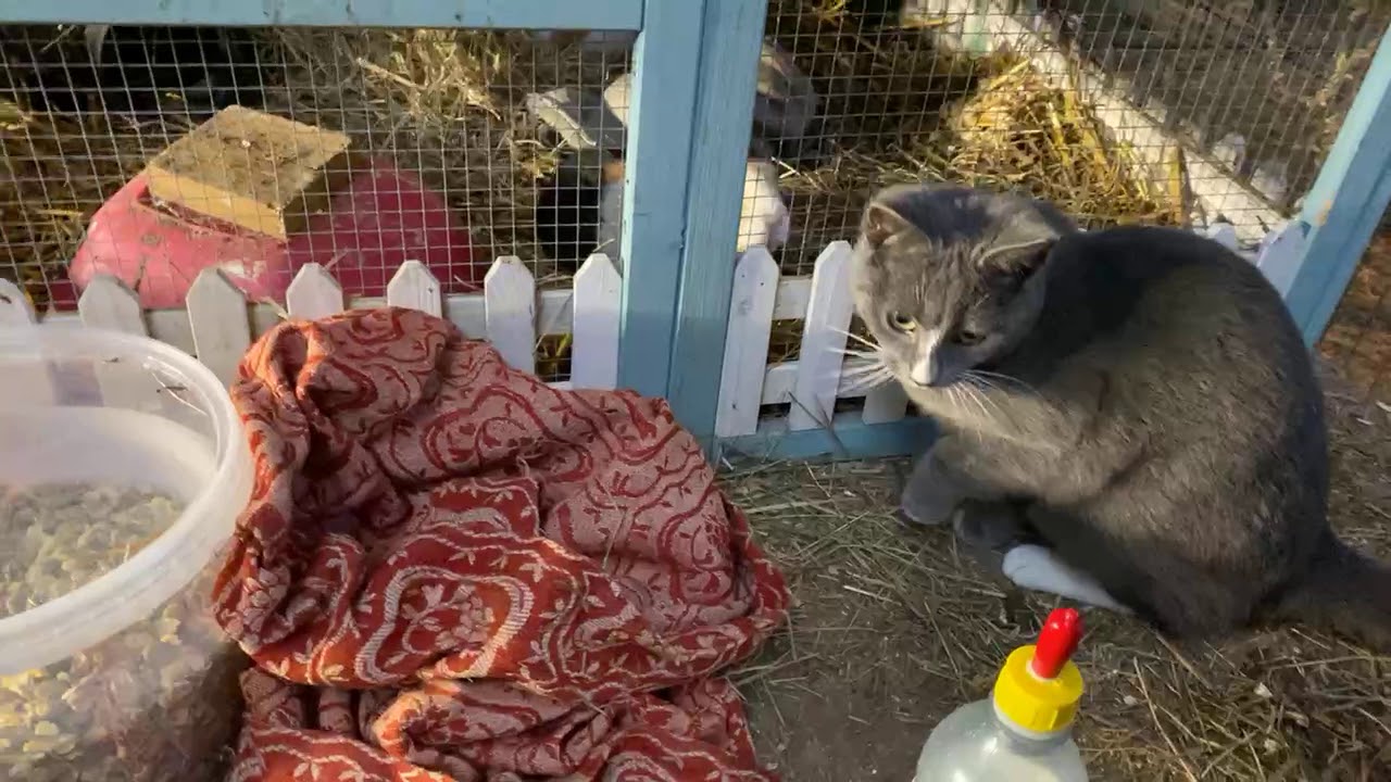 Thursday afternoon live at the farm