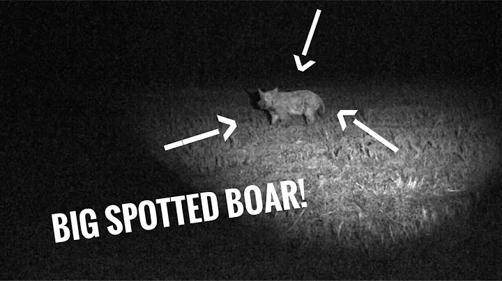 Spot and Stalk Bowhunting Hogs After Dark!!