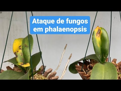 PHALAENOPSIS COM FOLHAS MANCHADAS. SAIBA O QUE FAZER!!! - thptnganamst.edu.vn