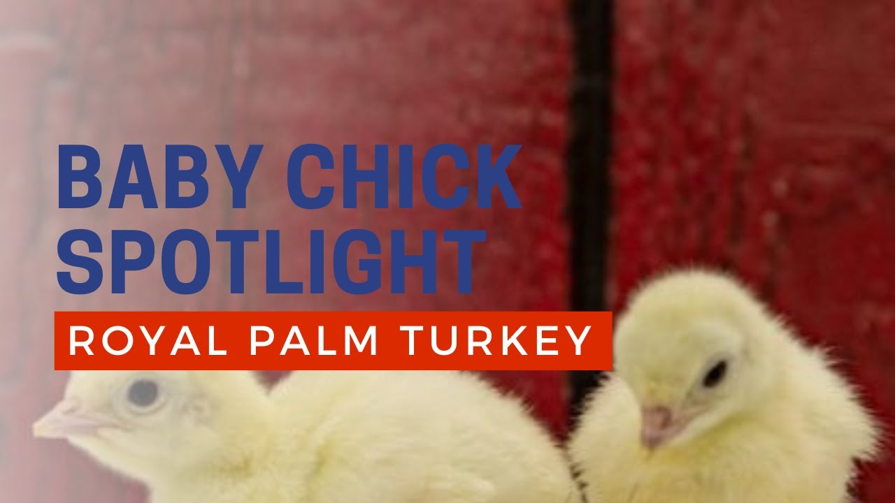 Royal Palm turkeys hatching Cackle Hatchery YouTube
