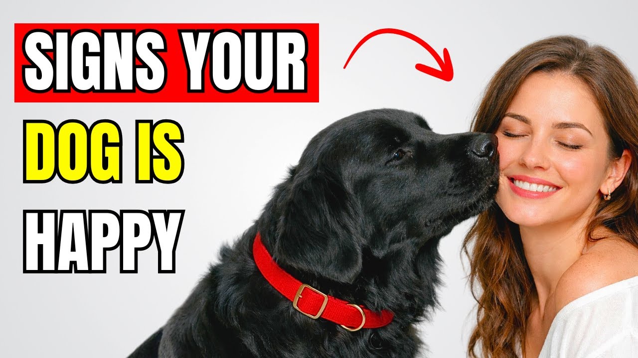 10 Signs Your Dog Is TRULY Living a HAPPY Life - YouTube