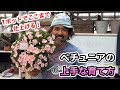 【ペチュニア】上手な育て方編