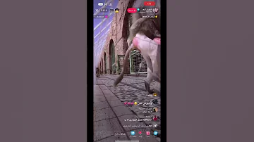 قرد مسوي بث ويسوي 18 