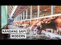 Cara membuat kandang sapi modern untuk penggemukan