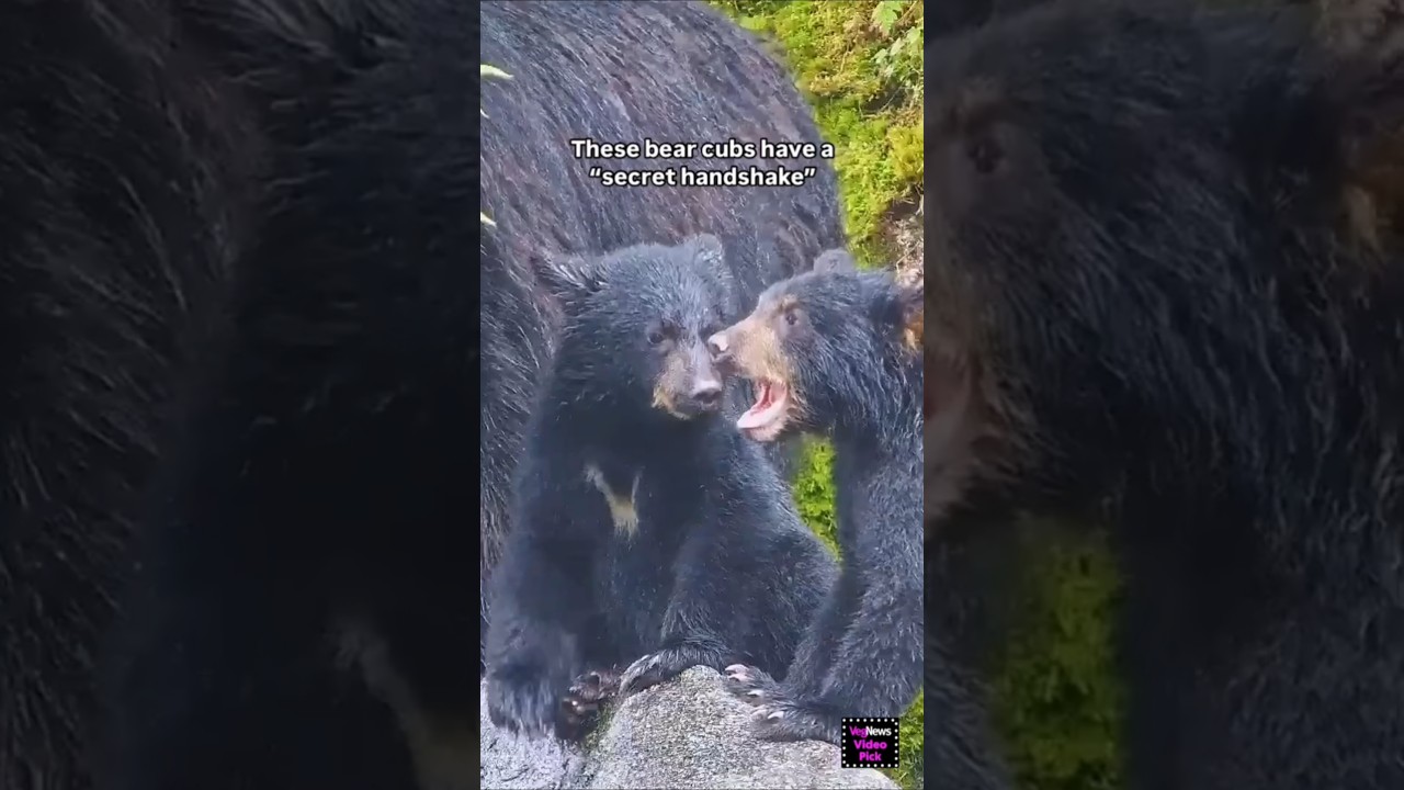 Bearcubs having a handshake