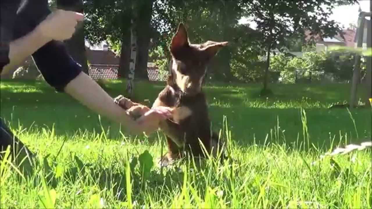 What Does A 6 Month Old Australian Kelpie Puppy Like To Eat